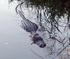 Everglades 2004